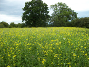 White Pump Farm Photo Gallery - Camping and Caravanning in the Staffordshire Countryside