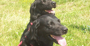 Midland Game Fair